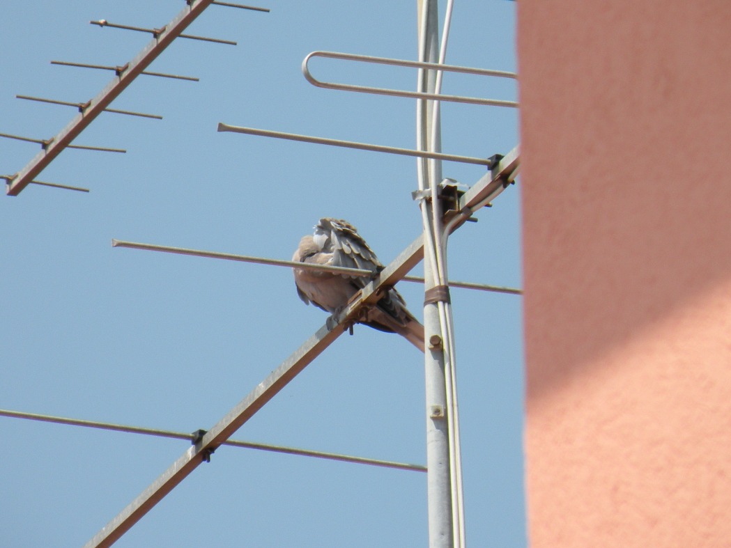 tortora dal collare